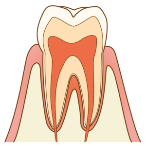 歯を動かす際は歯槽骨・歯根膜の働きを活かす